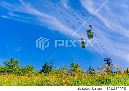 （長野縣）志賀高原、東館山高山植物園的黃花菜盛開 128886058