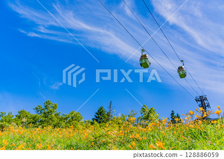 （長野縣）志賀高原、東館山高山植物園的黃花菜盛開 128886059