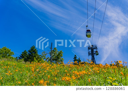 （長野縣）志賀高原、東館山高山植物園的黃花菜盛開 128886061