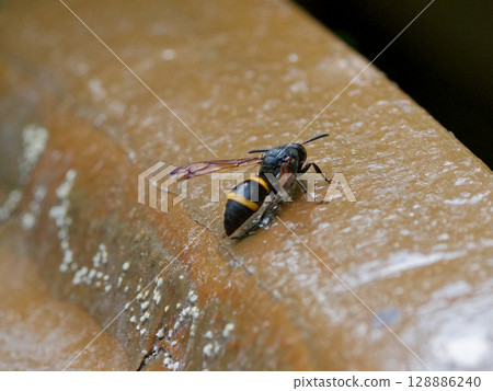 Resting hunting wasp, Acanthurus nigricans (female) 128886240
