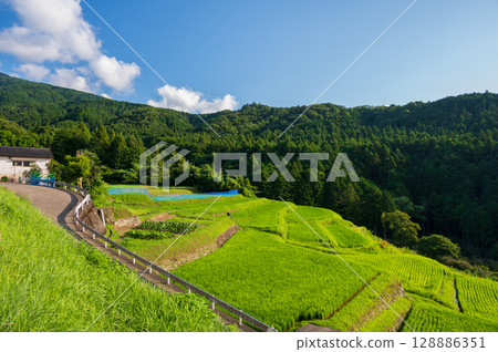 伊豆半島的梯田：寧靜、原始的風景 128886351