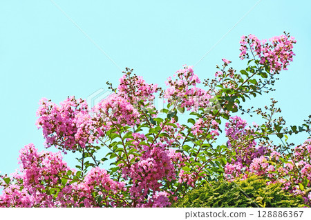 Crape myrtle flowers in late July 128886367