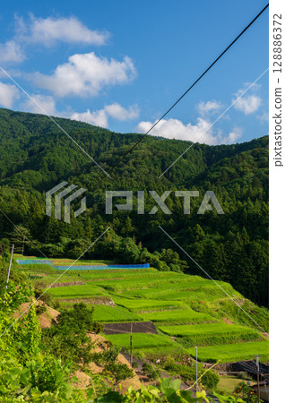 Izu rice terraces: the original Japanese landscape 128886372