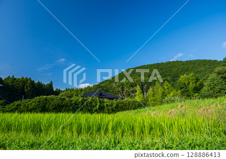Vibrant rice: Rice fields on the Izu Peninsula 128886413