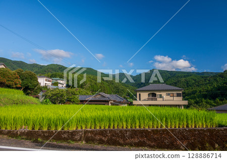 田園風光：伊豆的原始風光 128886714