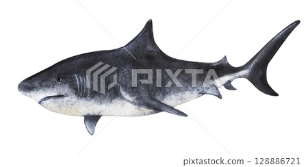 Monochrome shark silhouette swimming left, side view illustration 128886721