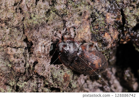 Living creatures, insects, red-spotted grasshoppers, body length 6-8 mm. Black-brown with red spots, with rows of hairs on the elytra 128886742