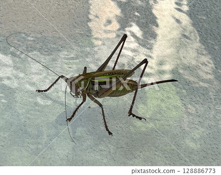 Grasshopper on the Glass 128886773