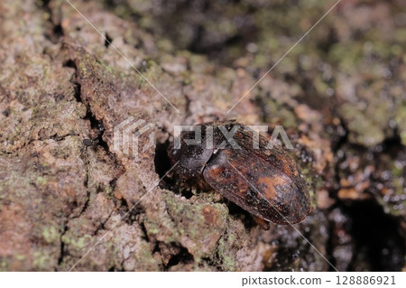 Living creatures - Insects - The spotted grasshopper gathers on rotting fruit and sap and sometimes attacks plums. Living creatures - Insects - The spotted grasshopper gathers on rotting fruit and sap and sometimes attacks plums. 128886921