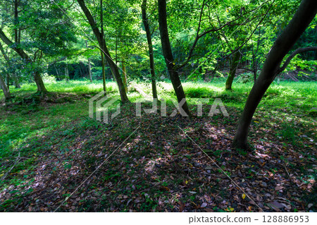 [World Heritage Iwami Ginzan Silver Mine Site and its Cultural Landscape] Shimizudani Smelter and Ore Dressing Plant Ruins in Early Summer 6, Oda City, Shimane Prefecture 128886953