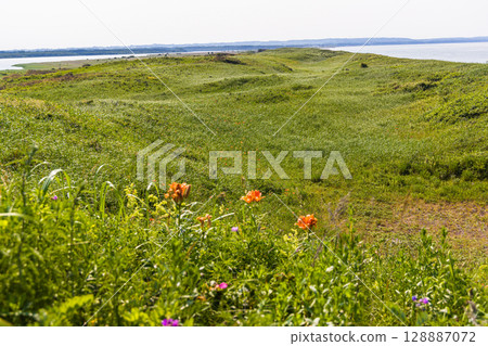 [北海道_小清水原始花園] 北海道屈指可數的原始花園之一，可欣賞天然花田 128887072