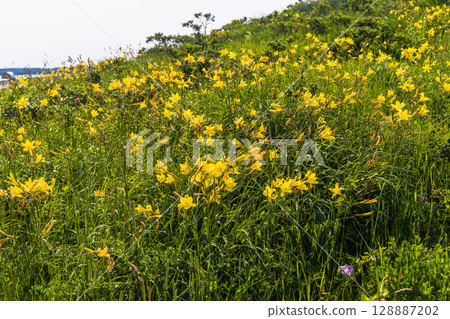 [北海道_小清水原始花園] 北海道屈指可數的原始花園之一，可欣賞天然花田 128887202