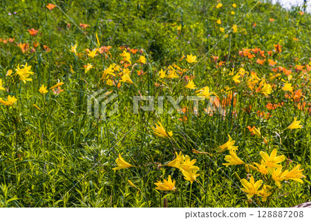 [Hokkaido_Koshimizu Primeval Flower Garden] One of Hokkaido's leading primeval flower gardens where you can enjoy natural flower fields 128887208