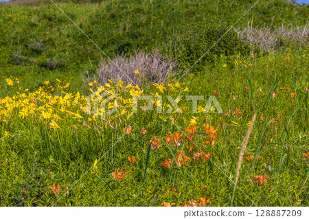 [Hokkaido_Koshimizu Primeval Flower Garden] One of Hokkaido's leading primeval flower gardens where you can enjoy natural flower fields 128887209