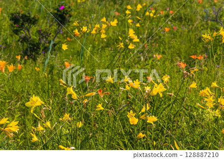 [北海道_小清水原始花園] 北海道屈指可數的原始花園之一，可欣賞天然花田 128887210