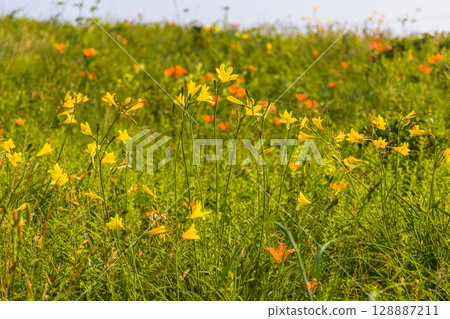 [北海道_小清水原始花園] 北海道屈指可數的原始花園之一，可欣賞天然花田 128887211