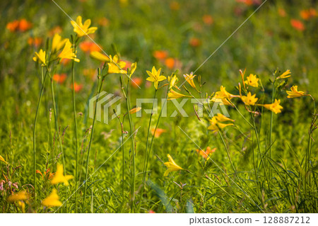 [北海道_小清水原始花園] 北海道屈指可數的原始花園之一，可欣賞天然花田 128887212