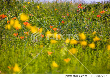 [Hokkaido_Koshimizu Primeval Flower Garden] One of Hokkaido's leading primeval flower gardens where you can enjoy natural flower fields 128887213