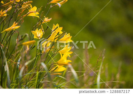 [Hokkaido_Koshimizu Primeval Flower Garden] One of Hokkaido's leading primeval flower gardens where you can enjoy natural flower fields 128887217