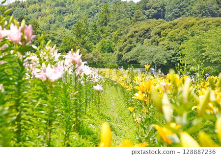 高原山坡上盛開的水仙花 高原山坡上盛開的水仙花 128887236