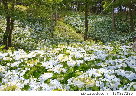 Blue hydrangea Blue hydrangea 128887280