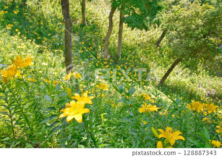 Lilies blooming on a slope 128887343