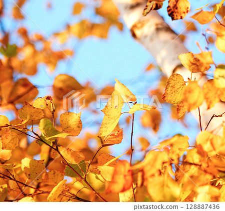 在陽光明媚的日子裡，秋天的落葉景象 128887436