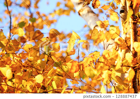 A scene from autumn with autumn leaves on a sunny day A scene from autumn with autumn leaves on a sunny day 128887437