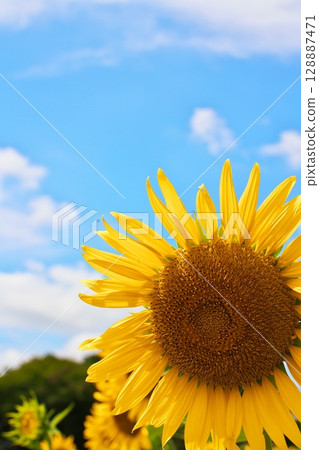 藍天和向日葵 藍天和向日葵 128887471