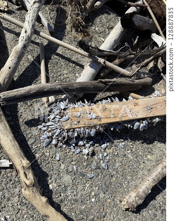 垃圾被沖入海 垃圾被沖入海 128887835