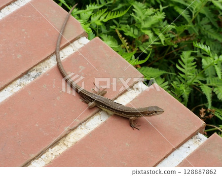 Japanese kana snake Japanese kana snake 128887862