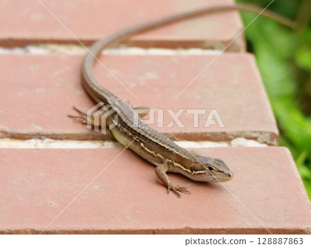 日本假名蛇 128887863