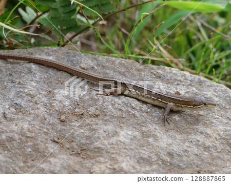 日本假名蛇 128887865