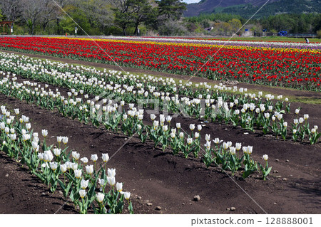 鬱金香盛開 128888001