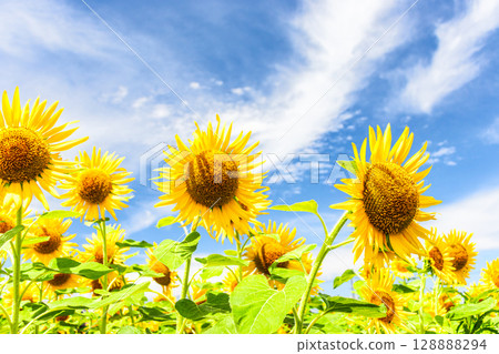 向日葵和藍天和白色雲彩 128888294