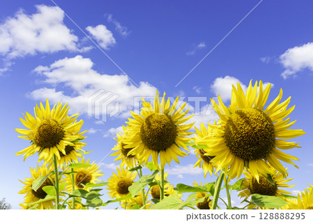 Sunflowers and blue sky and white clouds Sunflowers and blue sky and white clouds 128888295