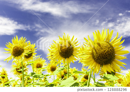 Sunflowers and blue sky and white clouds Sunflowers and blue sky and white clouds 128888296