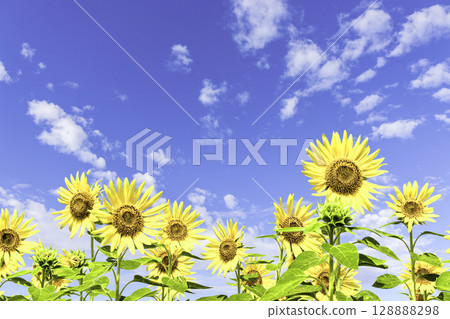 向日葵和藍天和白色雲彩 向日葵和藍天和白色雲彩 128888298