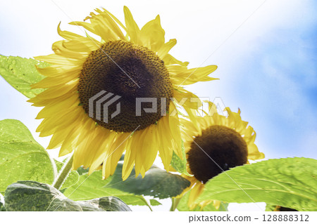 向日葵和藍天和白色雲彩 128888312