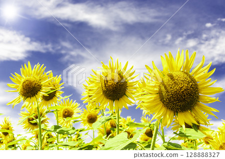 向日葵和藍天和白色雲彩 128888327