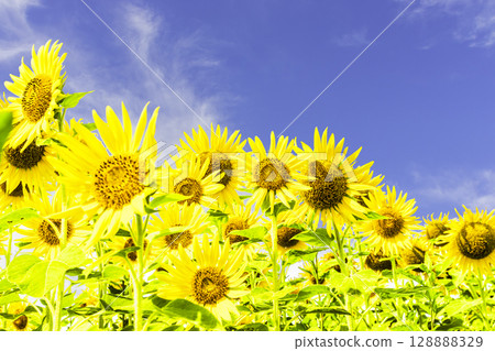 Sunflowers and blue sky and white clouds Sunflowers and blue sky and white clouds 128888329