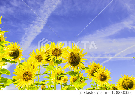 Sunflowers and blue sky and white clouds 128888332