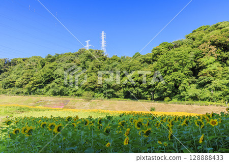 Sunflower fields at Kurihama Flower Park 128888433