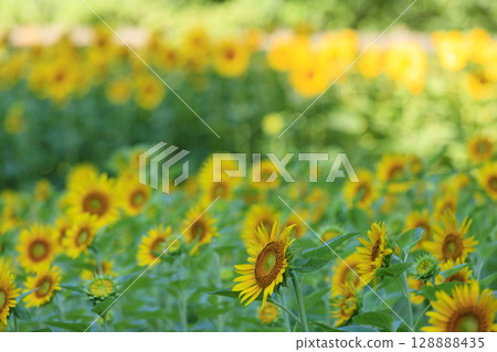 久里濱花卉公園的向日葵田 128888435