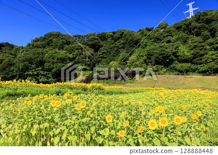久里濱花卉公園的向日葵田 128888448