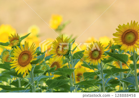 Sunflower fields at Kurihama Flower Park 128888458