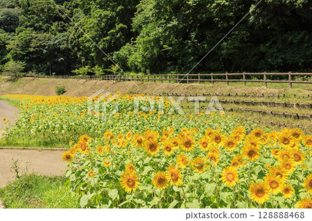 Sunflower fields at Kurihama Flower Park Sunflower fields at Kurihama Flower Park 128888468