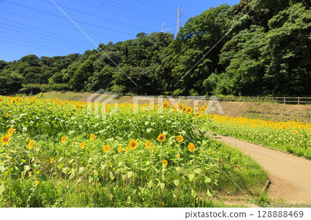 Sunflower fields at Kurihama Flower Park 128888469