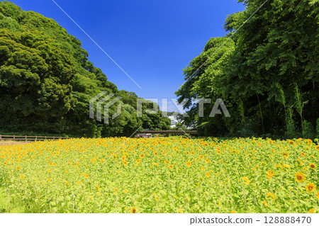 久里濱花卉公園的向日葵田 久里濱花卉公園的向日葵田 128888470