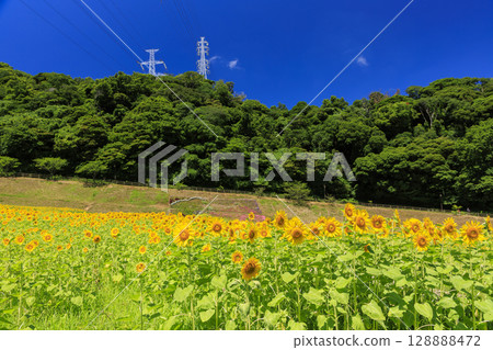 久里濱花卉公園的向日葵田 久里濱花卉公園的向日葵田 128888472